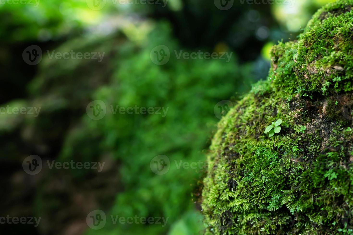 une belle mousse verte brillante a grandi sur les pierres brutes et sur le sol de la forêt. afficher avec vue macro. roches pleines de texture de mousse dans la nature pour le papier peint. photo