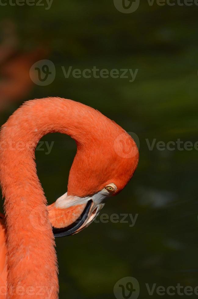 flamant rose qui démange son cou photo