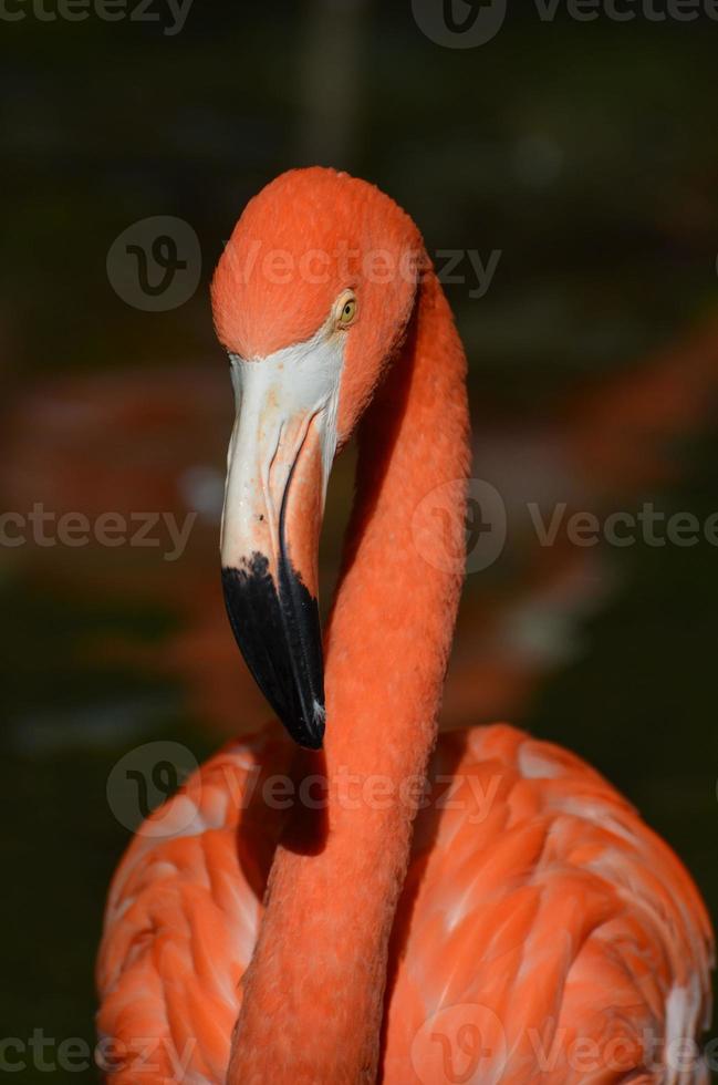 visage d'un flamant rose photo