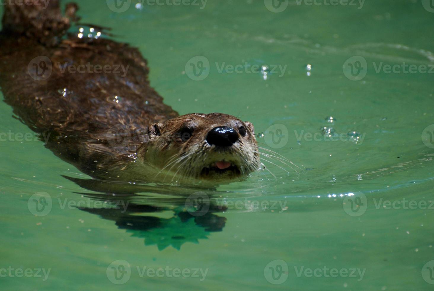 adorable loutre de rivière nageant sortant la tête de l'eau photo