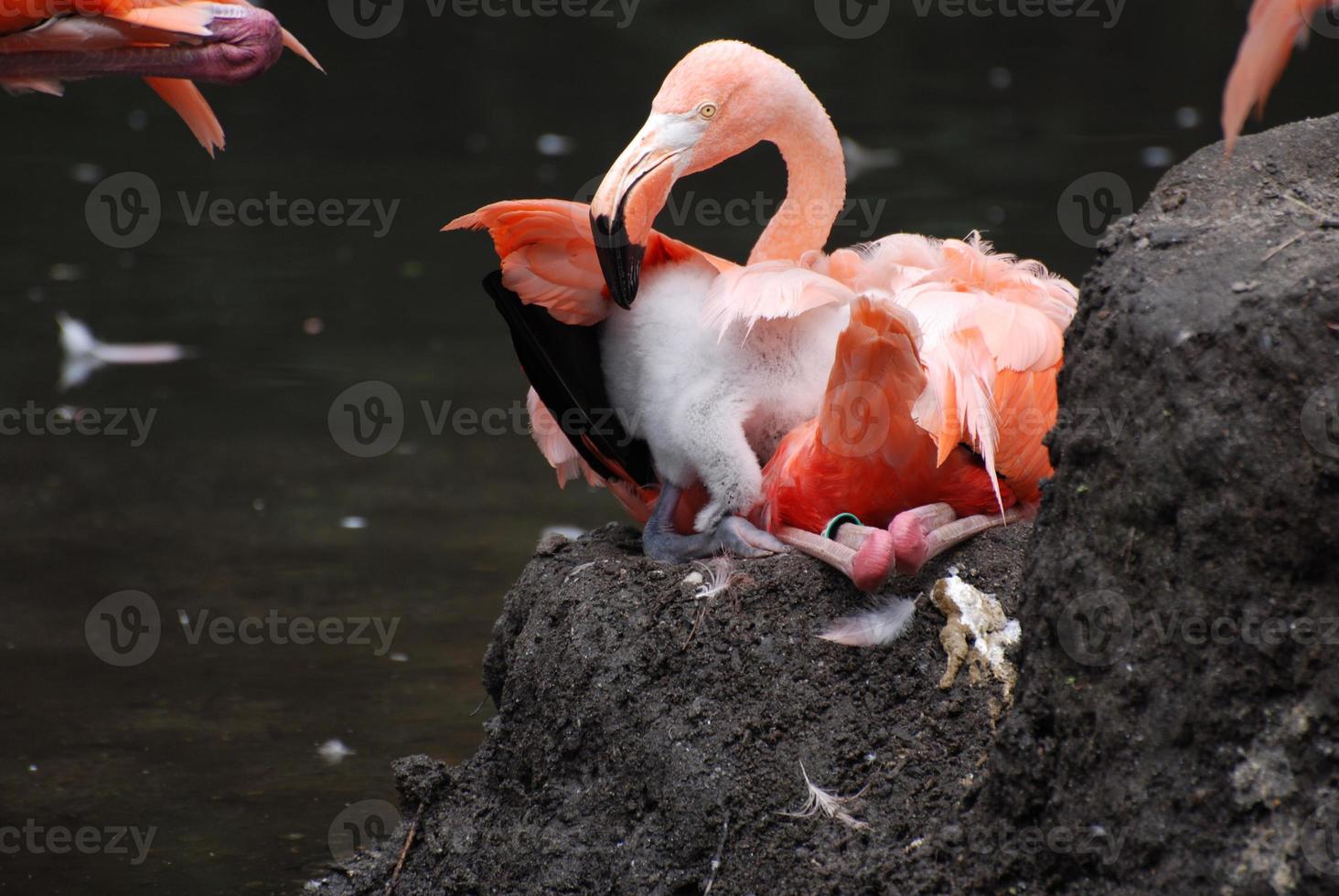 oiseau flamant rose nicheur photo