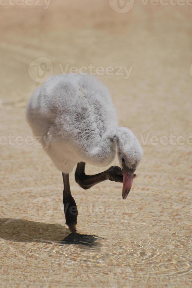 poussin flamant rose debout sur une jambe photo