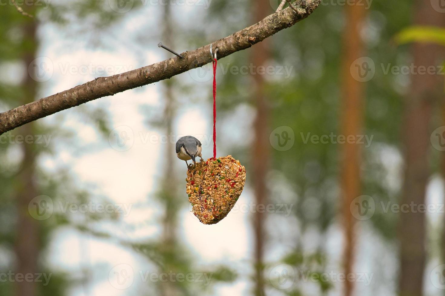 sittelle, observée à un cœur nourricier se nourrissant en forêt. petit oiseau blanc gris photo