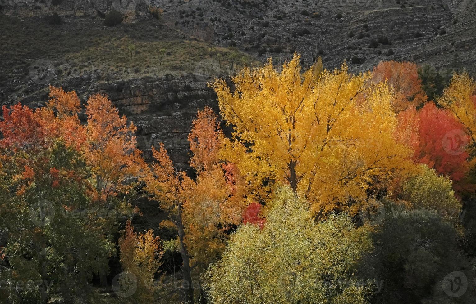 Exposition colorée d'arbres en automne en Espagne photo