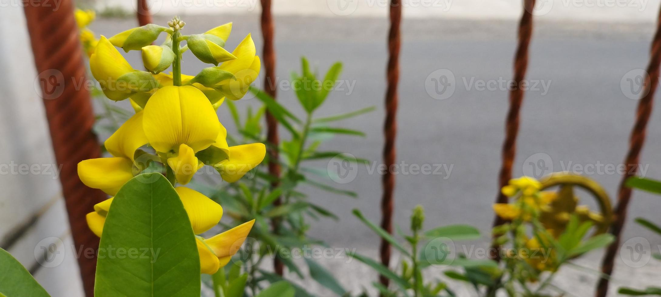 Cytisus scoparius, le balai commun ou balai écossais, est un arbuste à feuilles caduques originaire d'Europe occidentale et centrale photo