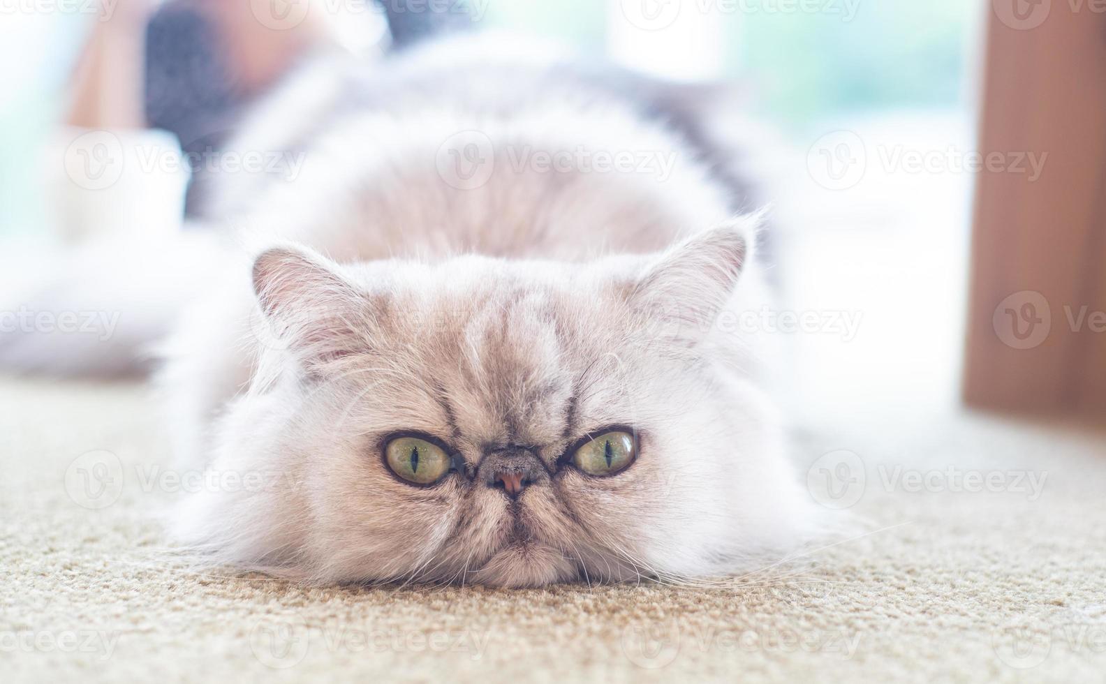 chat gris et blanc fermé avec de grands yeux allongés sur la table ou le sol photo
