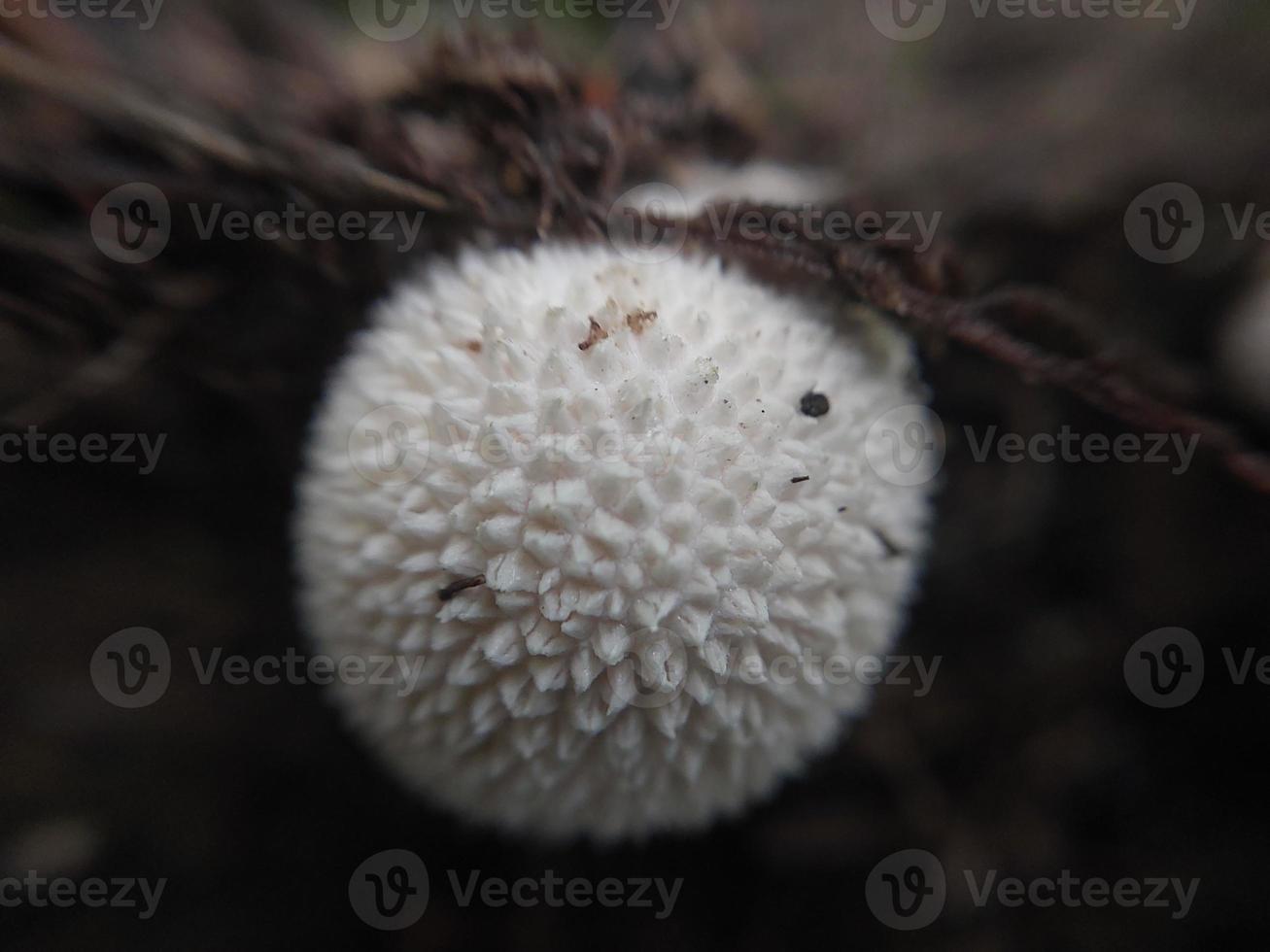 champignon a poussé sur le sol et l'herbe photo