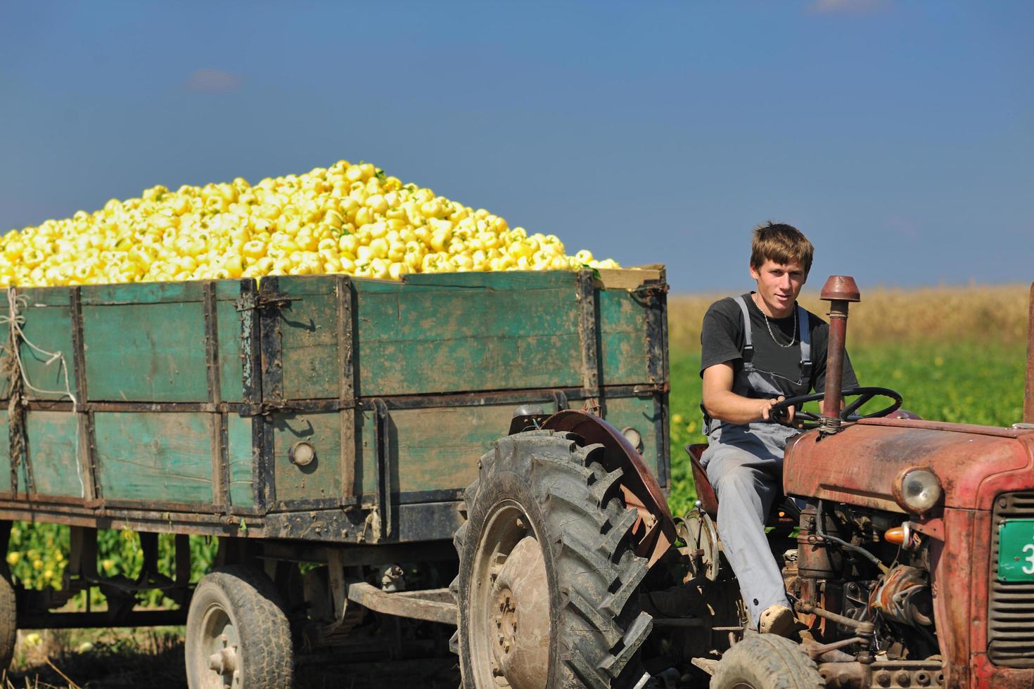 travailleur agricole avec des légumes frais photo