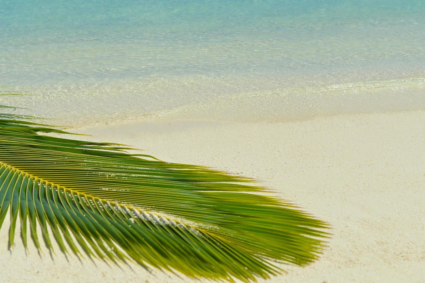 vue sur la plage tropicale photo