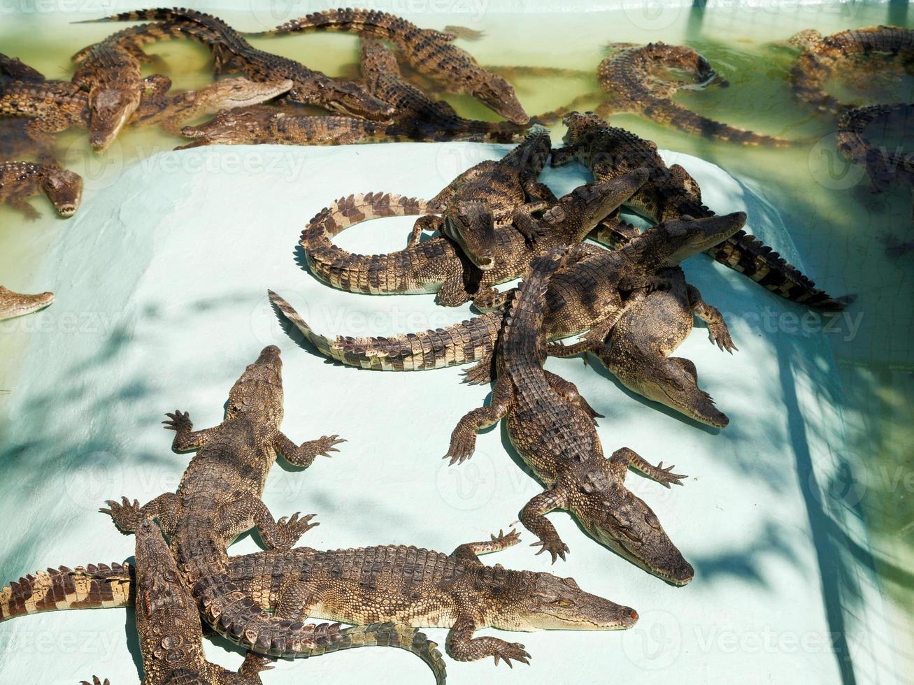 beaucoup de jeunes crocodiles à la ferme aux crocodiles photo