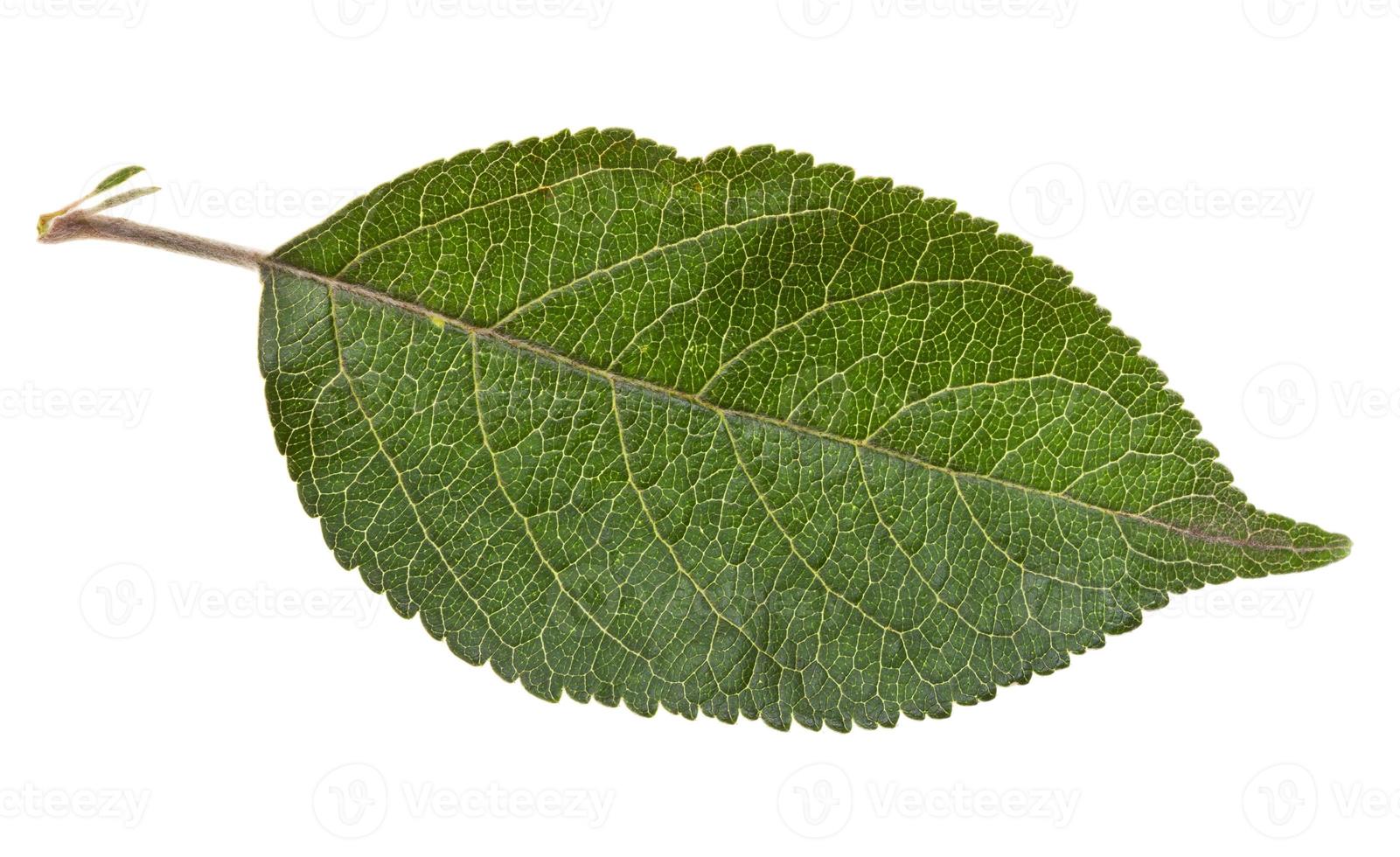 feuille verte de pommier photo