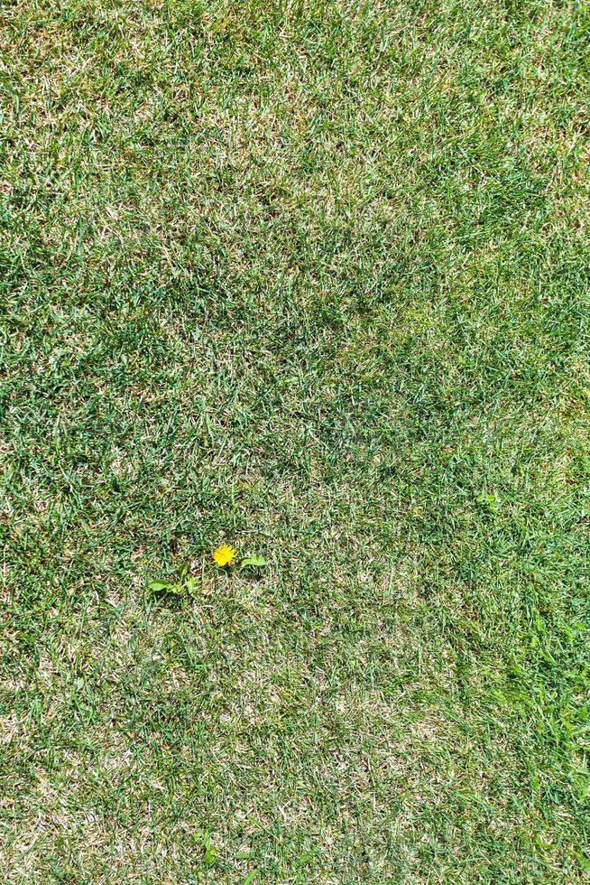 fleur de pissenlit contre les mauvaises herbes sur la pelouse verte coupée photo