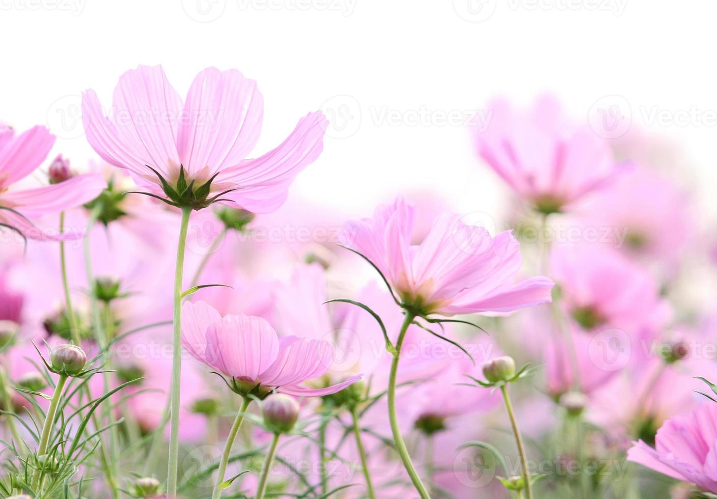 fleurs de cosmos isolées sur blanc photo