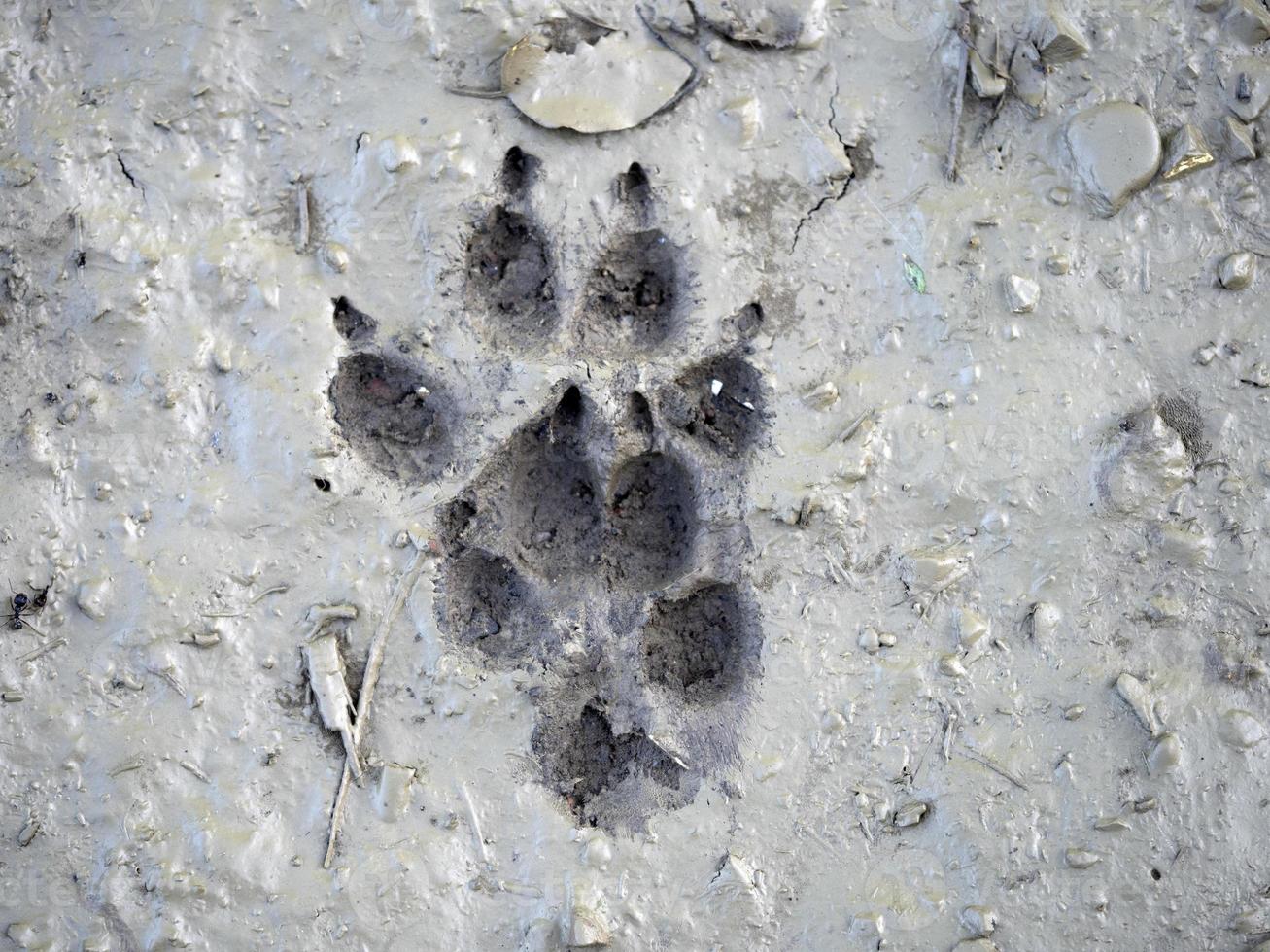 empreinte de patte de loup sur la boue photo