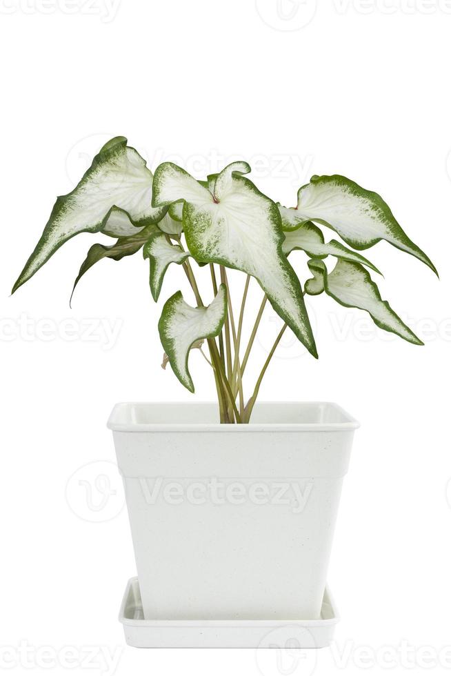 blanc d'ailes d'ange, oreille d'éléphant ou caladium bicolor candinum est la reine des plantes feuillues poussant dans un pot en plastique isolé sur fond blanc inclus un tracé de détourage. photo