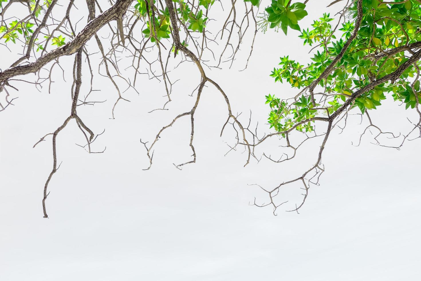 congé vert sur fond blanc photo