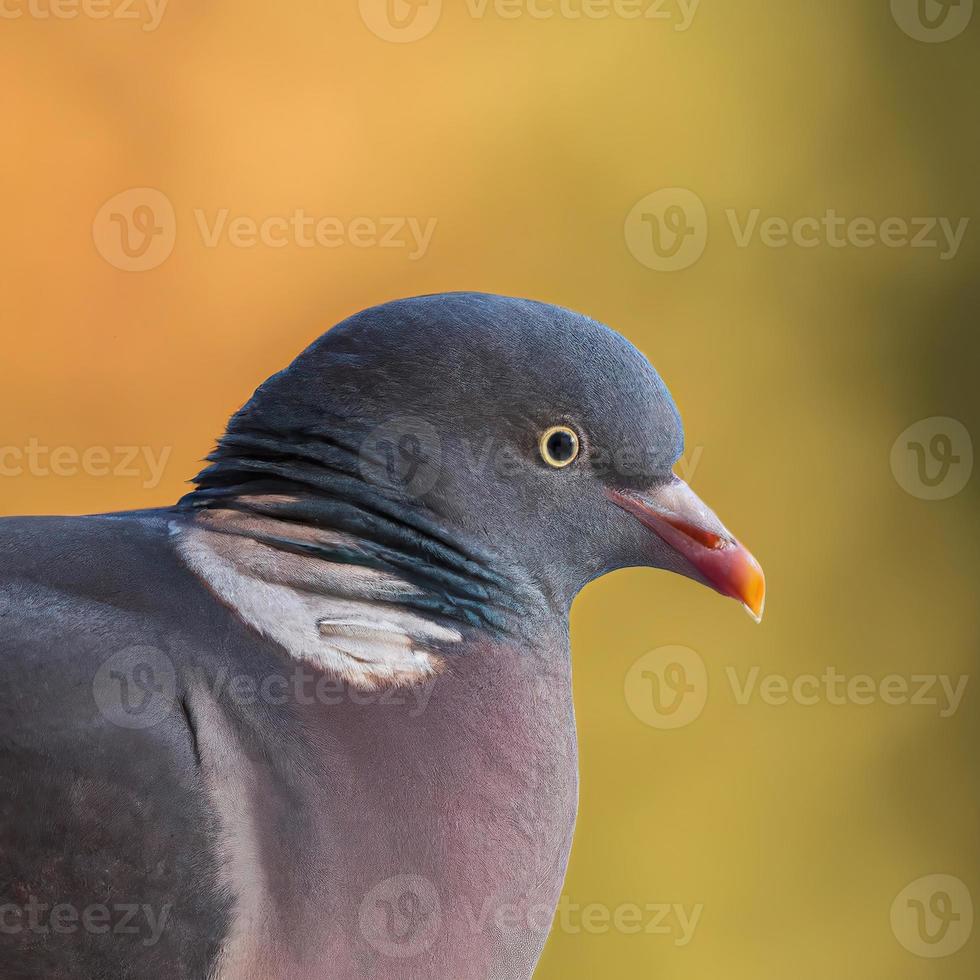 photo premium de fond bokeh pigeon ramier