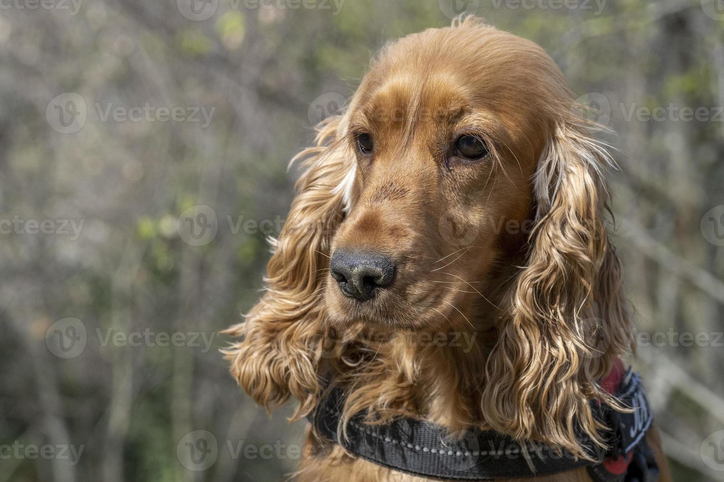 jeune cocker chien portrait en plein air photo