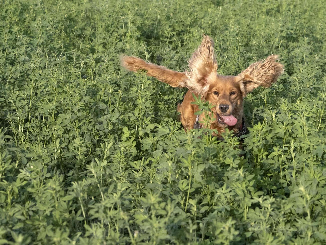 Heureux chien cocker spanel dans le champ d'herbe verte photo