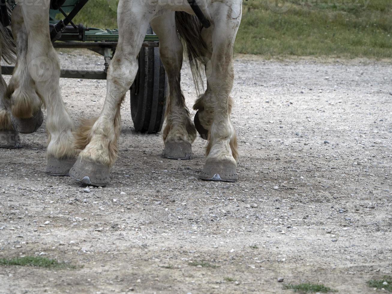 projet de sabot de cheval de travail gros plan photo