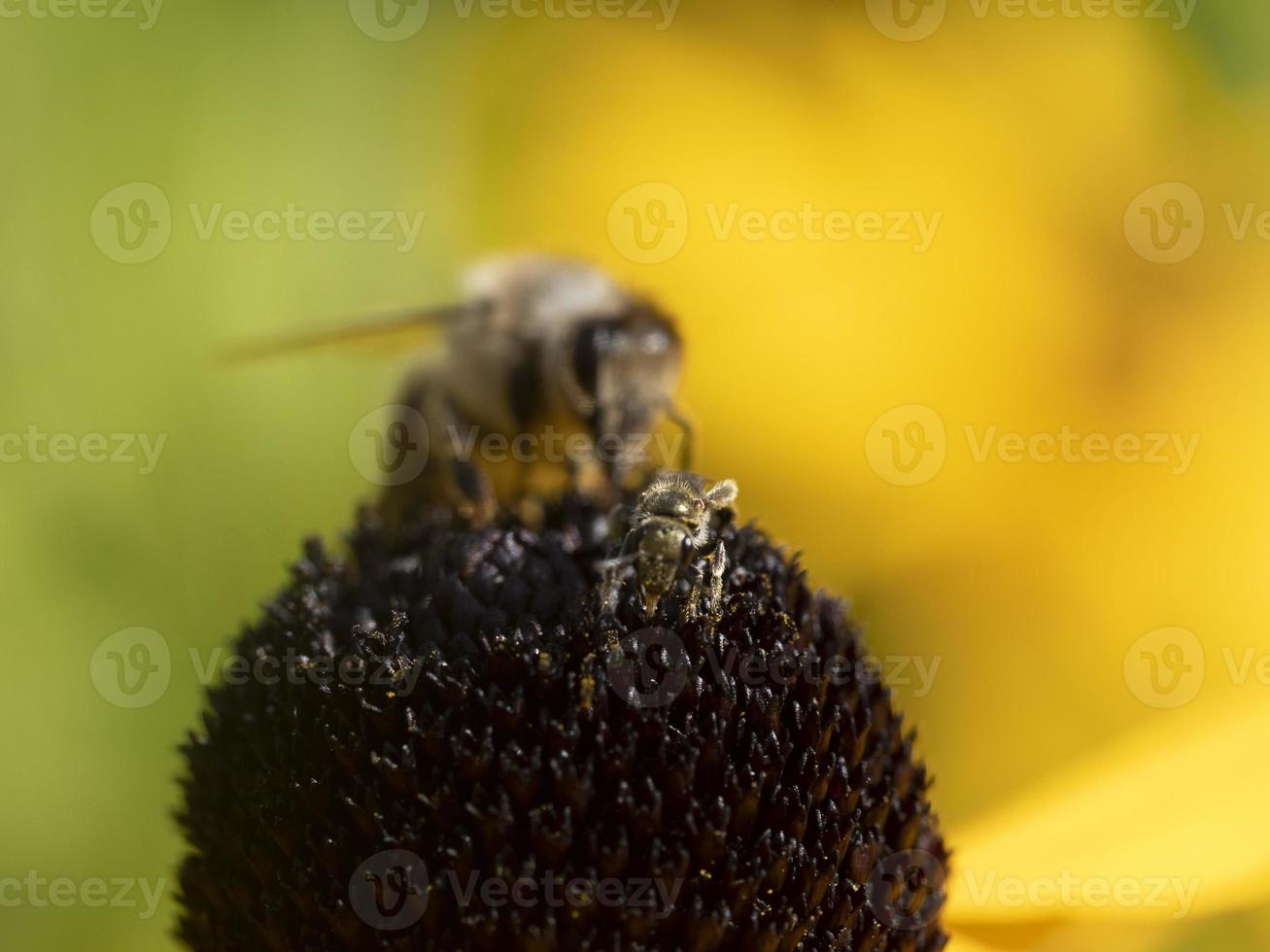 Mouche des abeilles sur la fleur de la plante d'échinacée en gros plan photo