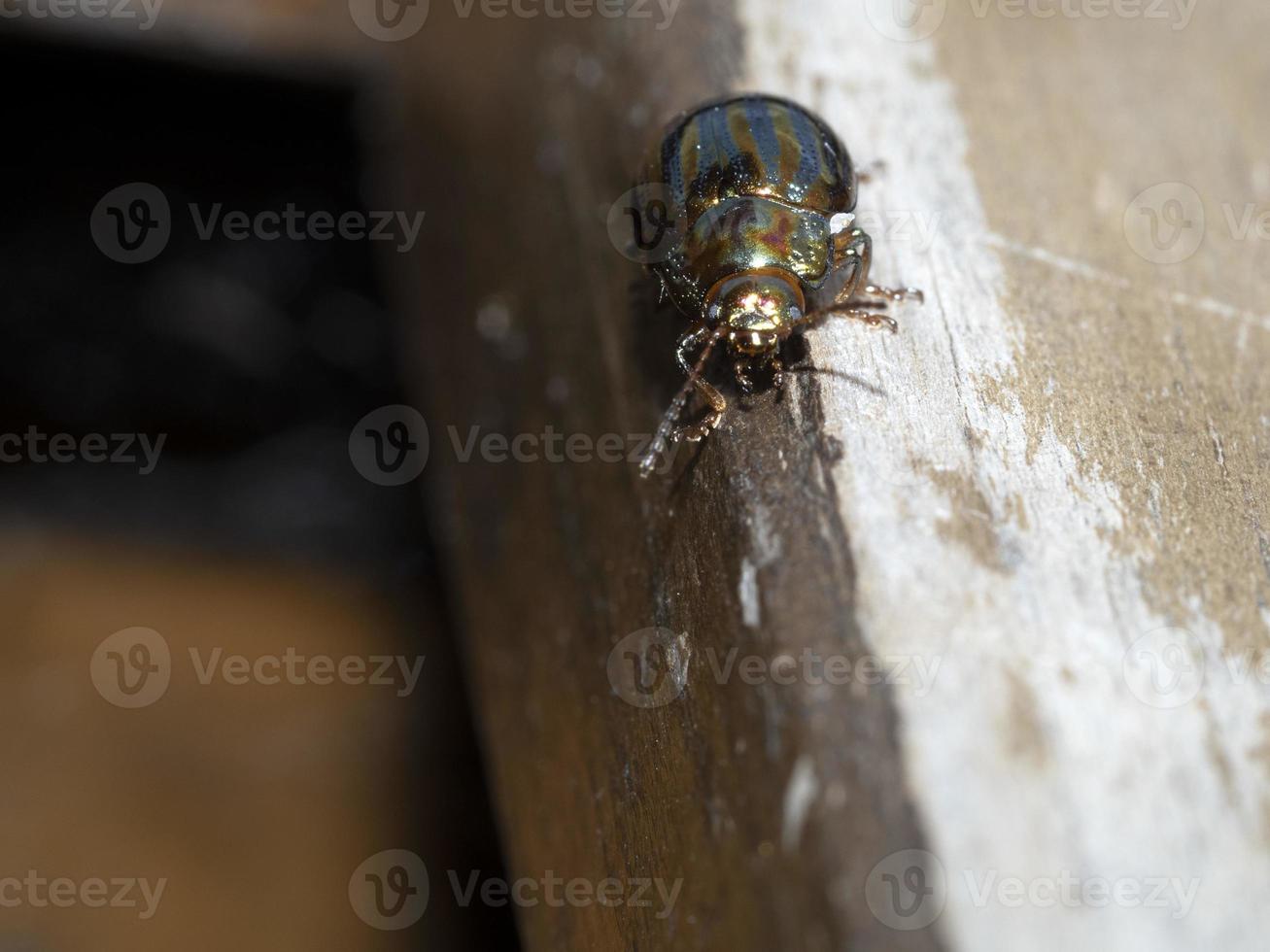 insecte coléoptère métallique vert chrysolina photo