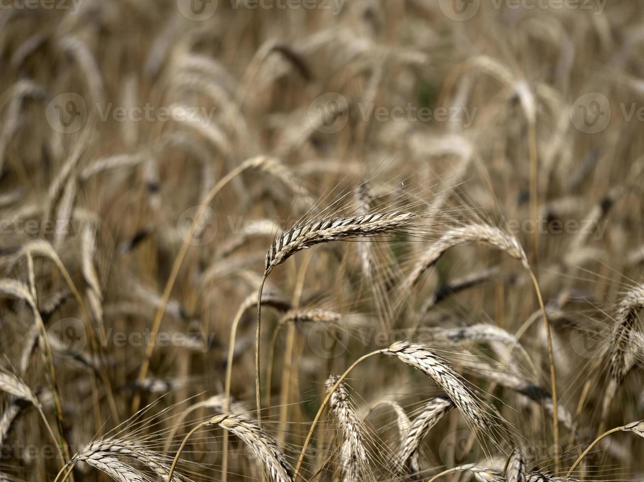 champ de blé à grains mûrs prêt à être récolté photo