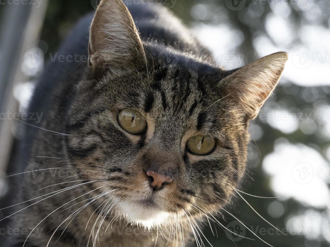 portrait de chat gros plan en vous regardant photo