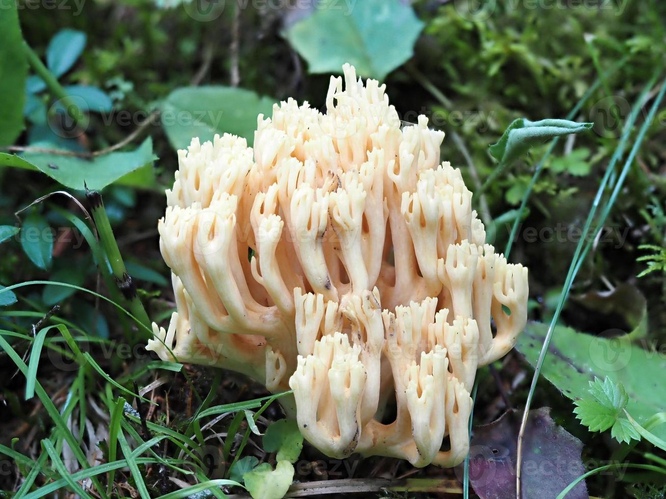 champignon ramaria flava dans la forêt photo