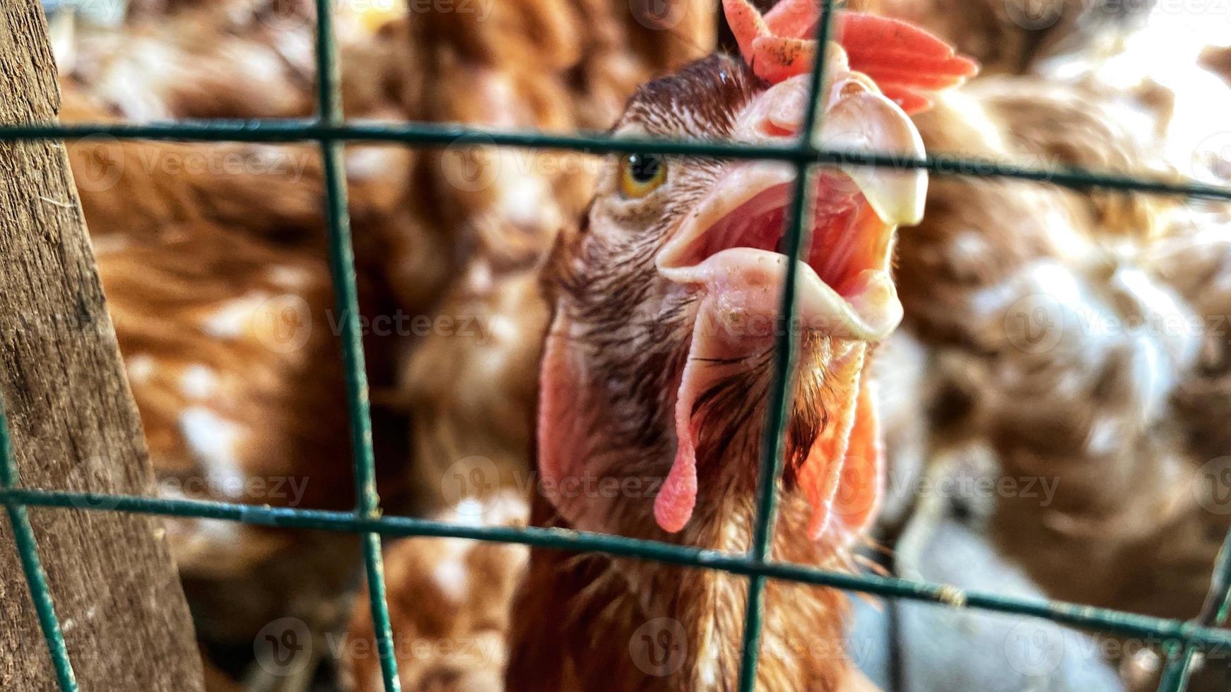 le beau poulet fermier dans la cage photo