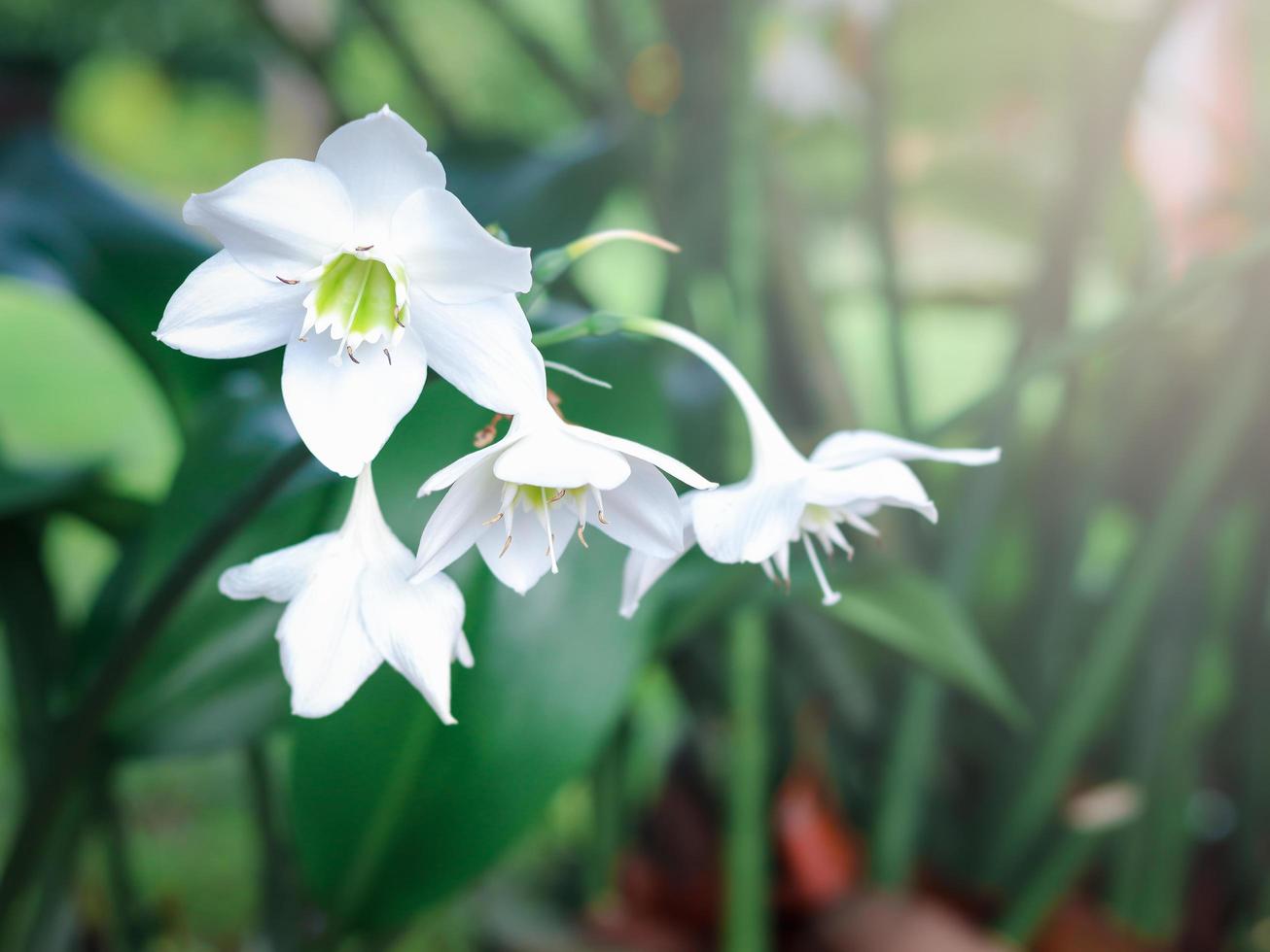 lis amazonien, lis eucharis, eucharis grandiflora, belles fleurs blanches d'une plante tropicale avec des feuilles vertes fleurissant dans le jardin d'été photo