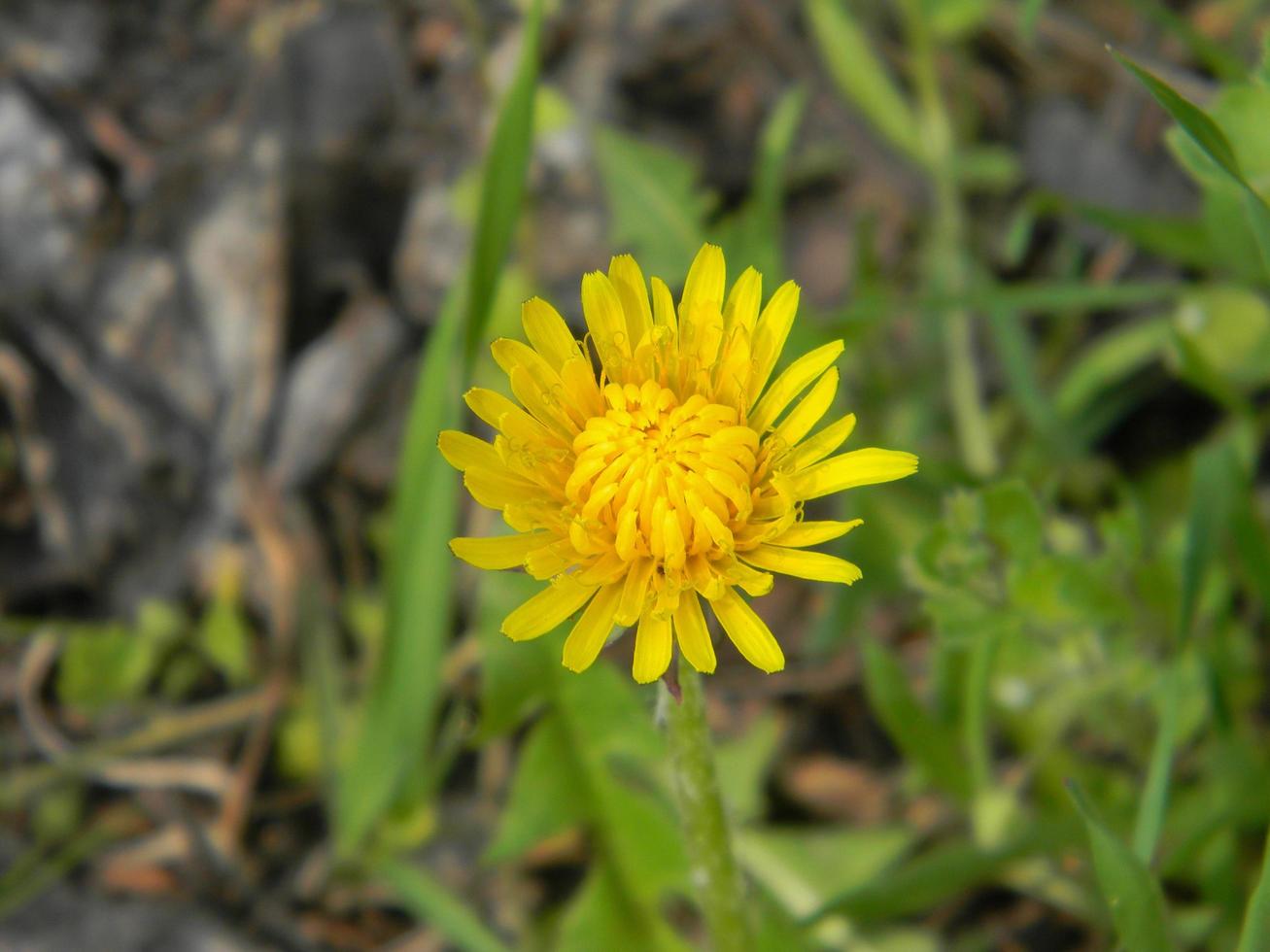 un jeune pissenlit dans la forêt. commence à ouvrir la chaleur du printemps. photo