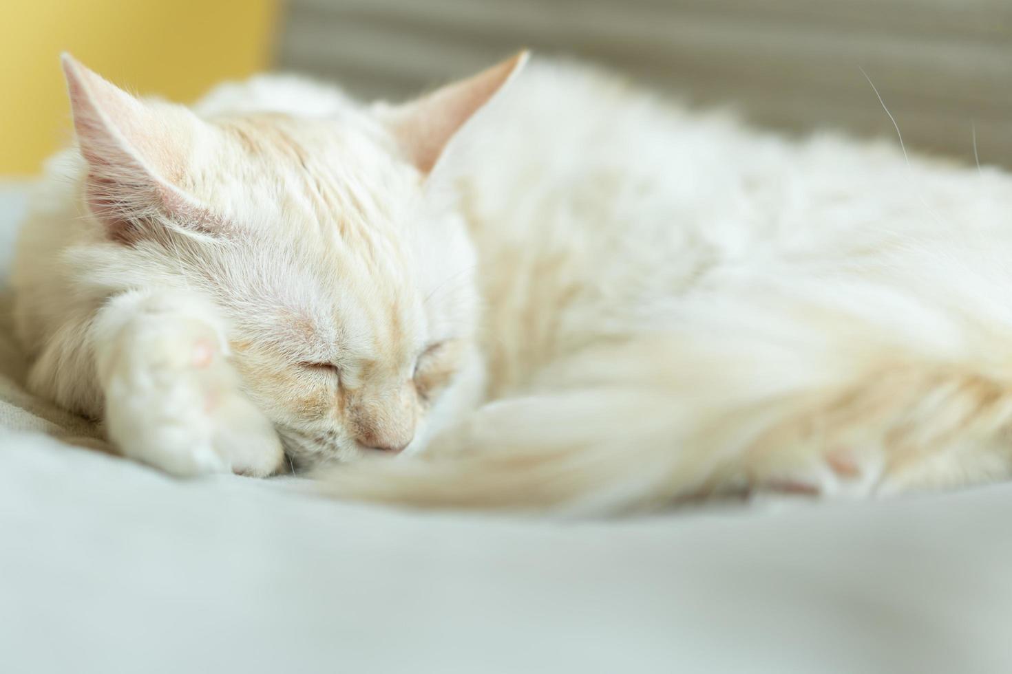 chat mignon regardant autour, concept d'animaux de compagnie, animaux domestiques. gros plan, portrait, de, chat, séance, regarder autour photo