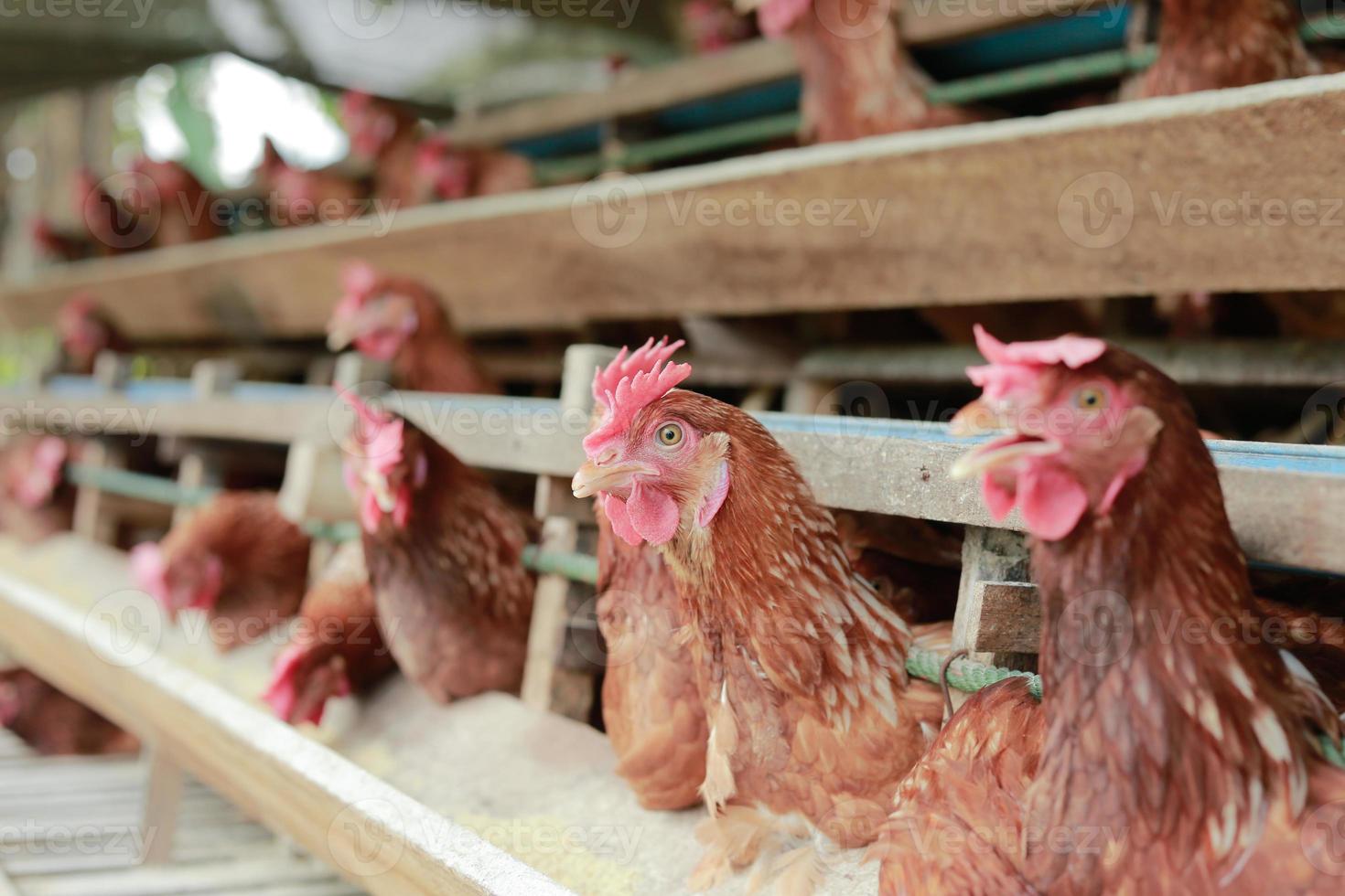 poules en cage à la ferme, poulet mangeant dans une cage en bois à la ferme. photo