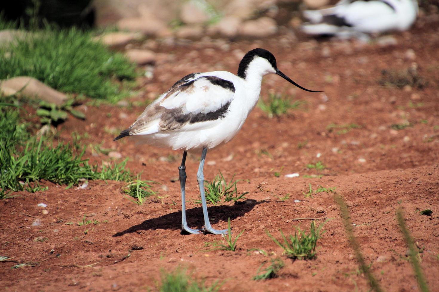 vue d'une avocette photo