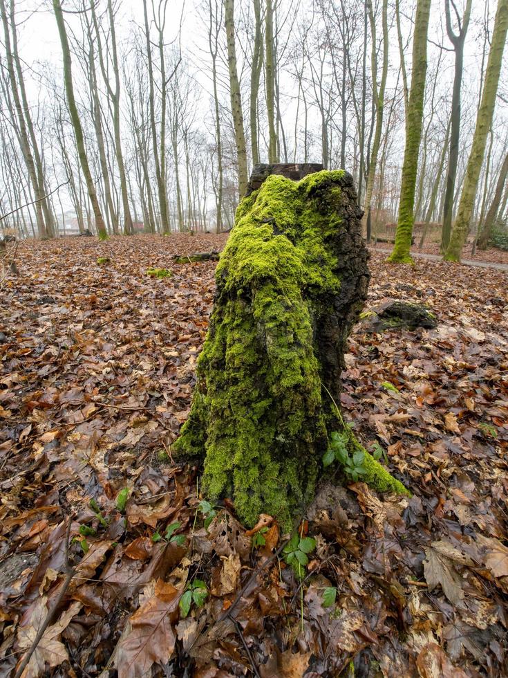 Souche d'arbre recouverte de mousse au soleil d'hiver en forêt photo