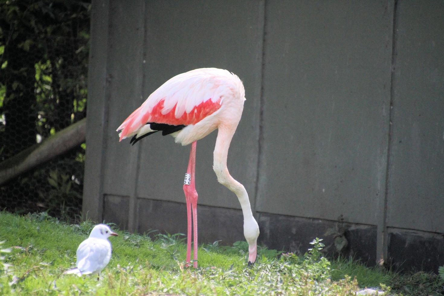 une vue d'un flamant rose dans l'eau photo