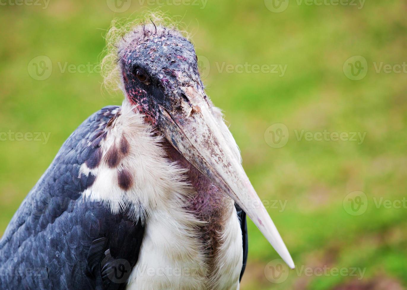 la cigogne marabout en tanzanie, afrique photo