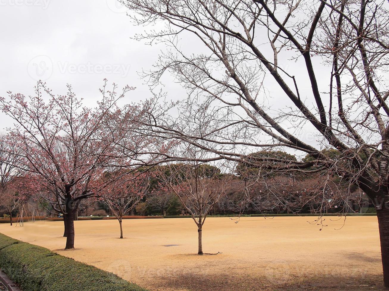 fleurs de cerisier roses au printemps sur le terrain du palais impérial de tokyo photo