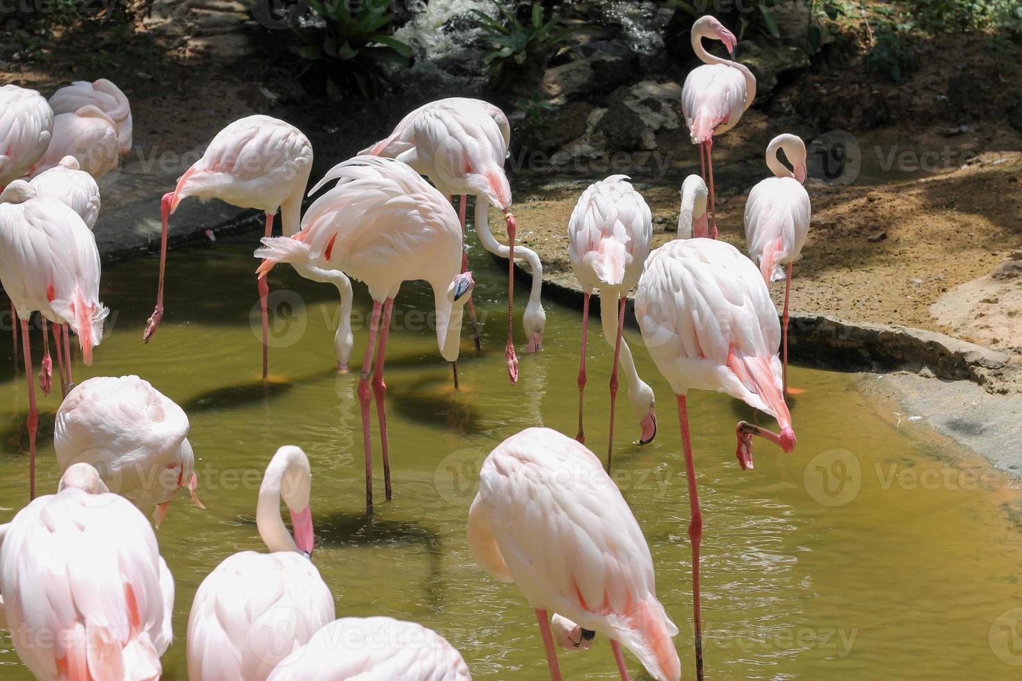flamants roses dans un étang dans un zoo en thaïlande destiné aux personnes à visiter et à acquérir des connaissances sur les animaux étrangers photo
