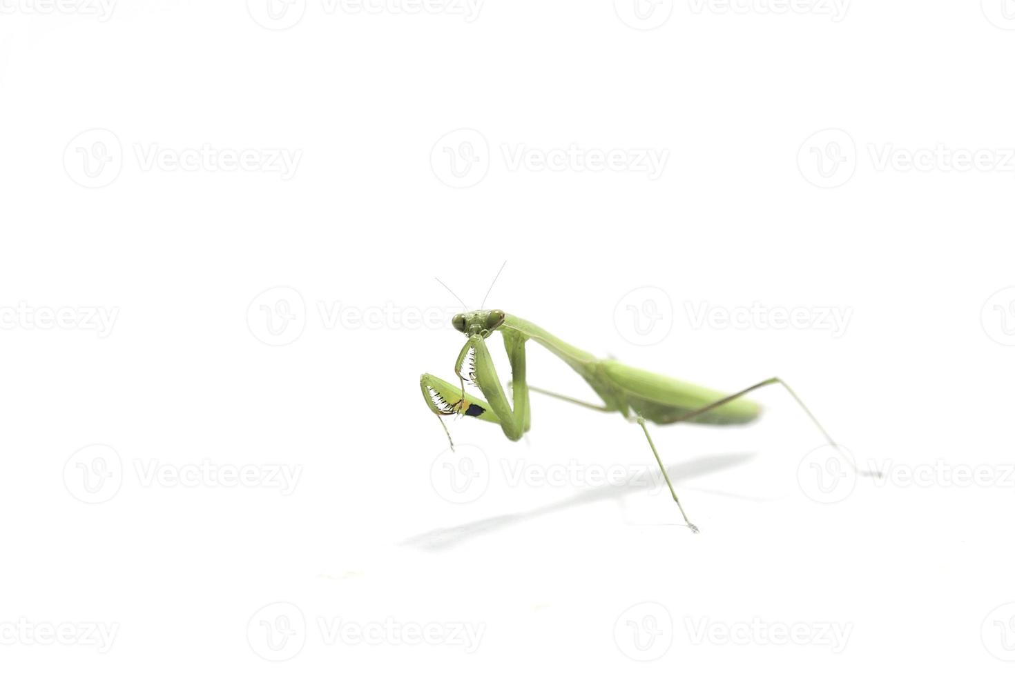 mante religieuse isolée sur fond blanc un animal mignon et herbivore qui détruit les plantes et les animaux ensemble sur un fond blanc. photo