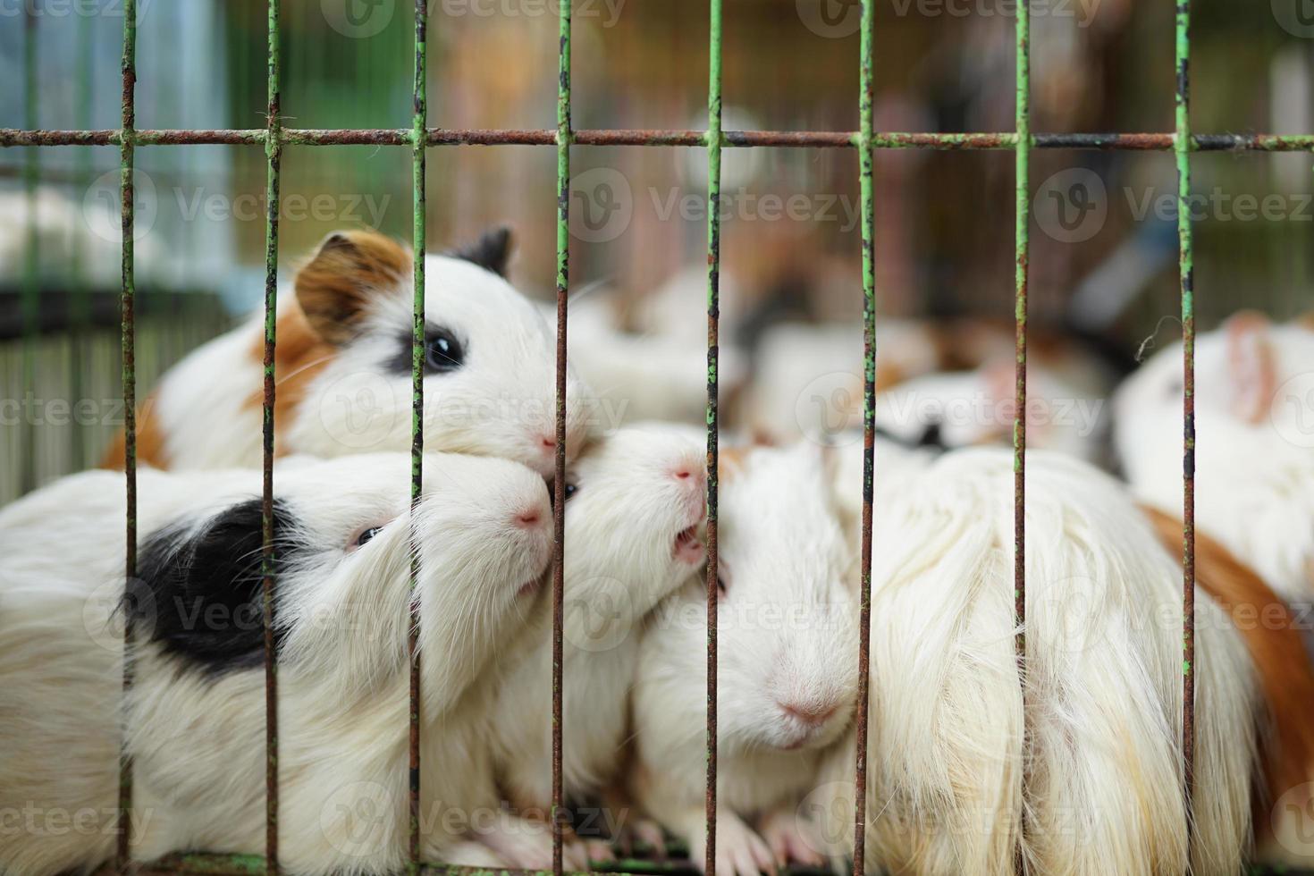 mammifères, une collection de mignons cobayes colorés dans une cage photo