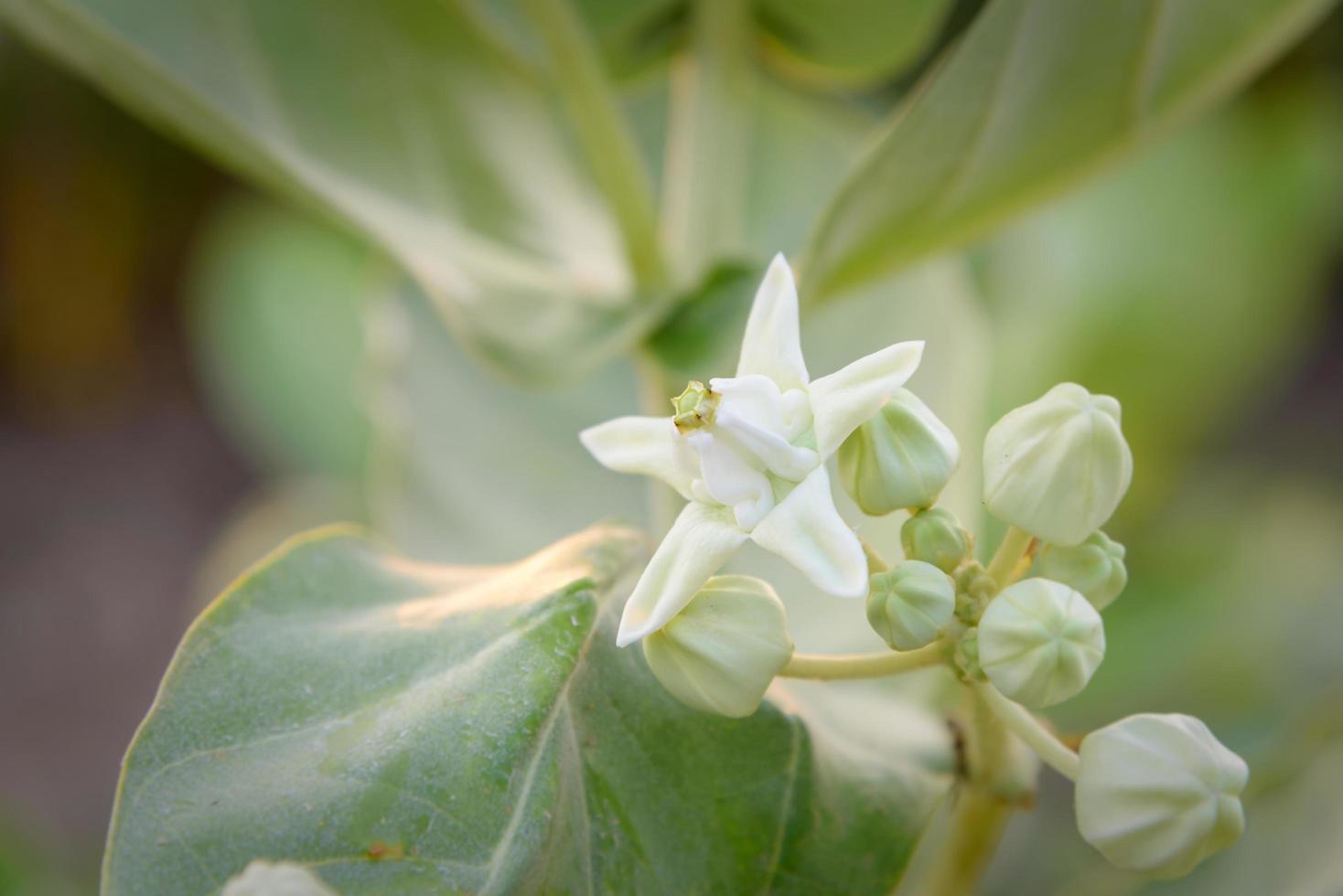 calotropis giantea ou fleur de la couronne feuilles vertes blanches photo