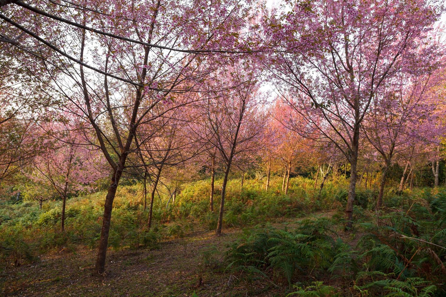 Branche du lever du soleil du matin avec des fleurs de sakura roses à phu lom lo, loei thaïlande photo