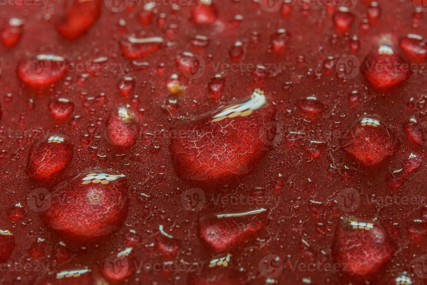 gouttes d'eau vue macro feuille de pommier photo