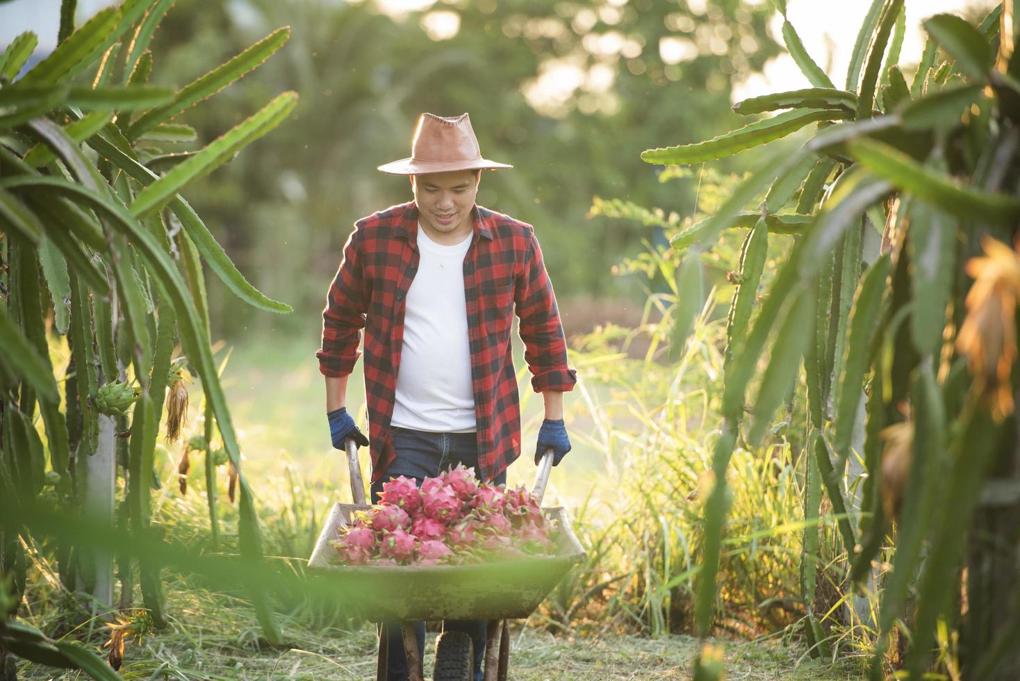 agriculteurs asiatiques souriants dans des plantations de fruits du dragon, agriculteurs cueillant des produits photo