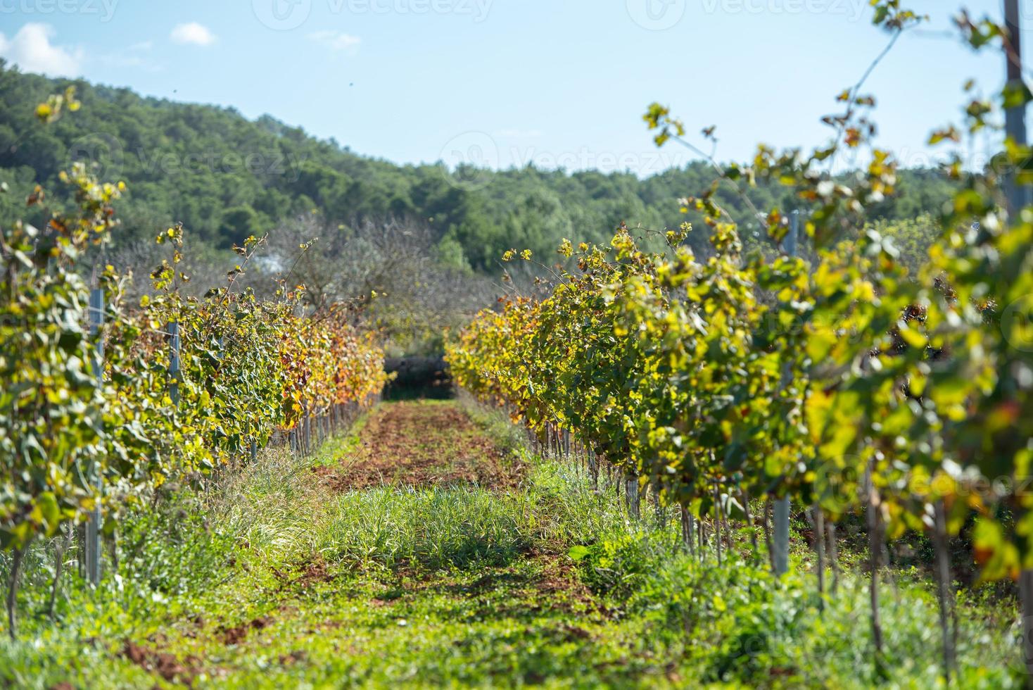 Vignoble, Sant Mateu de la Albarca à Ibiza, îles Baléares, Espagne photo