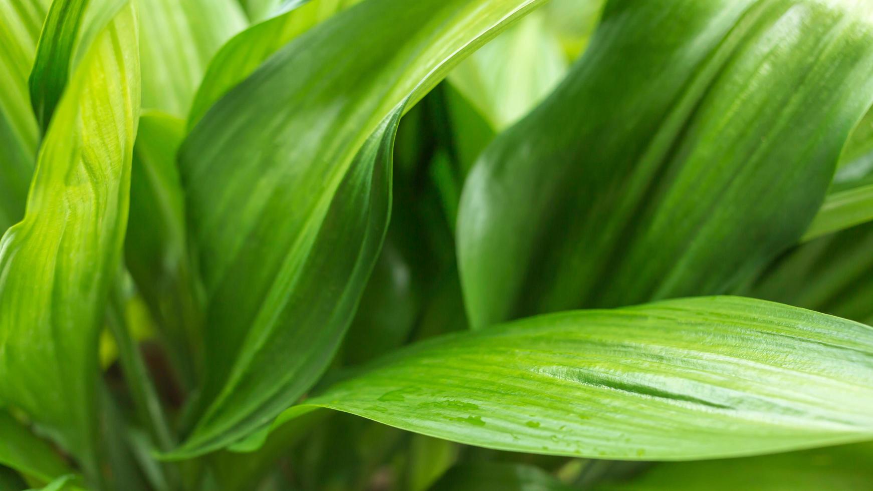 couleur des feuilles vertes en gros plan et feuille de verdure floue dans la nature. le feuillage tropical et le chevauchement laissent un concept abstrait de fond floral naturel. photo