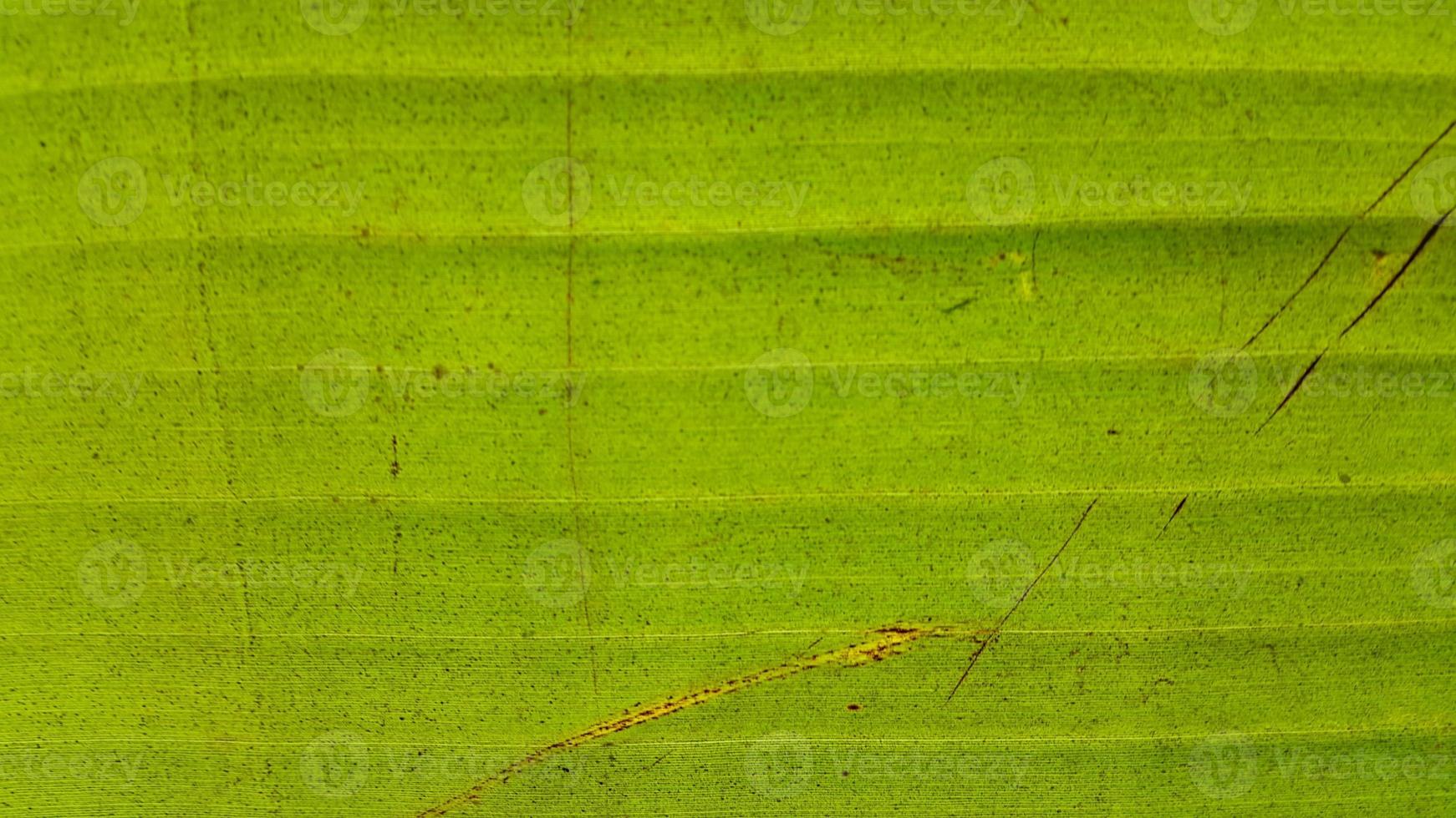 texture de feuille de bananier très fraîche photo