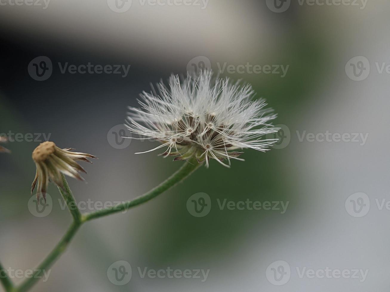 graine de pissenlit, macrophotographie, gros plan extrême photo